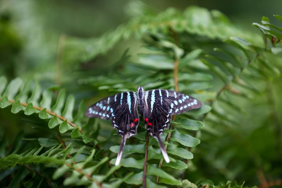 Şebi Arus için gelenler Konya’nın ünlü mekanında huzur bulacak 22